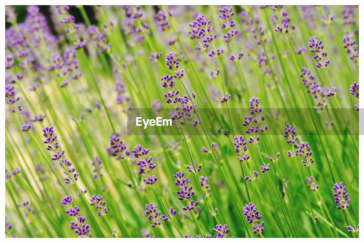 Close-up of purple flowers on field