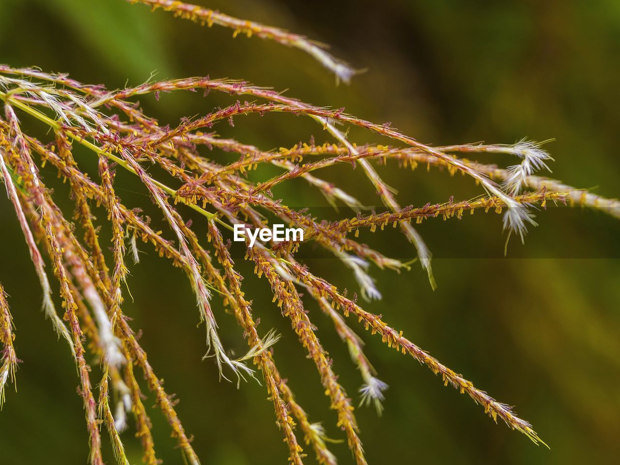 Close-up of plant