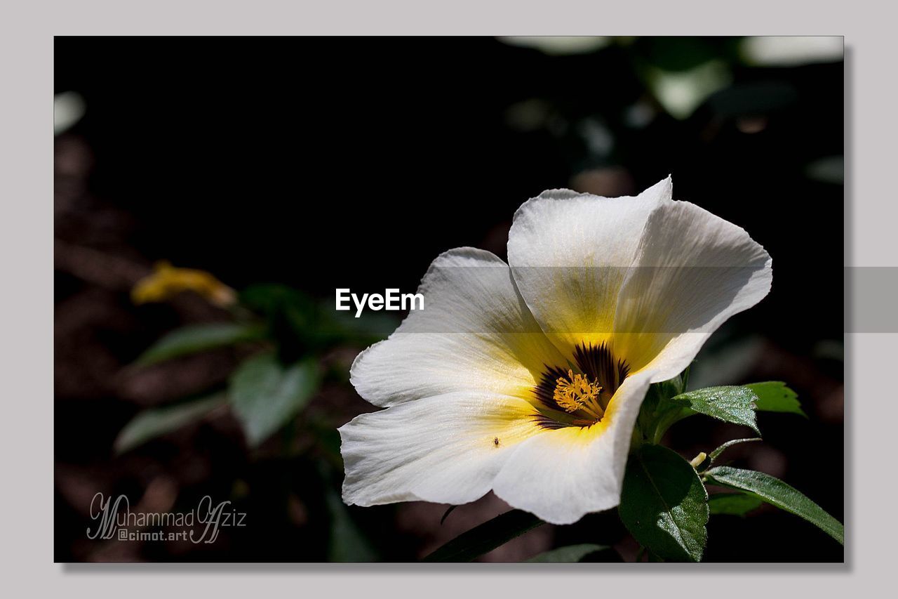 CLOSE-UP OF YELLOW FLOWER