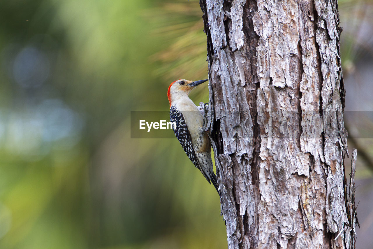 Close-up of bird perching on tree trunk