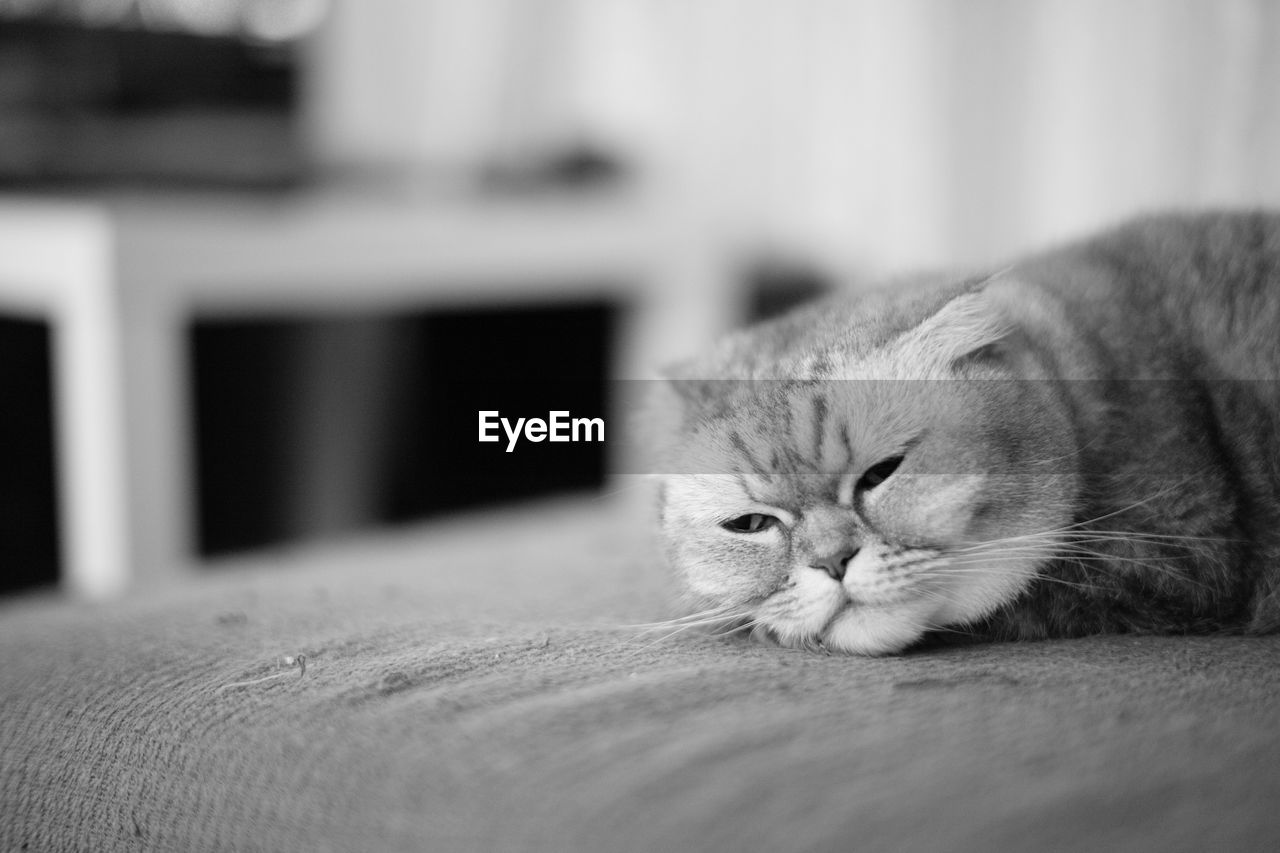Close-up of a relaxed cat