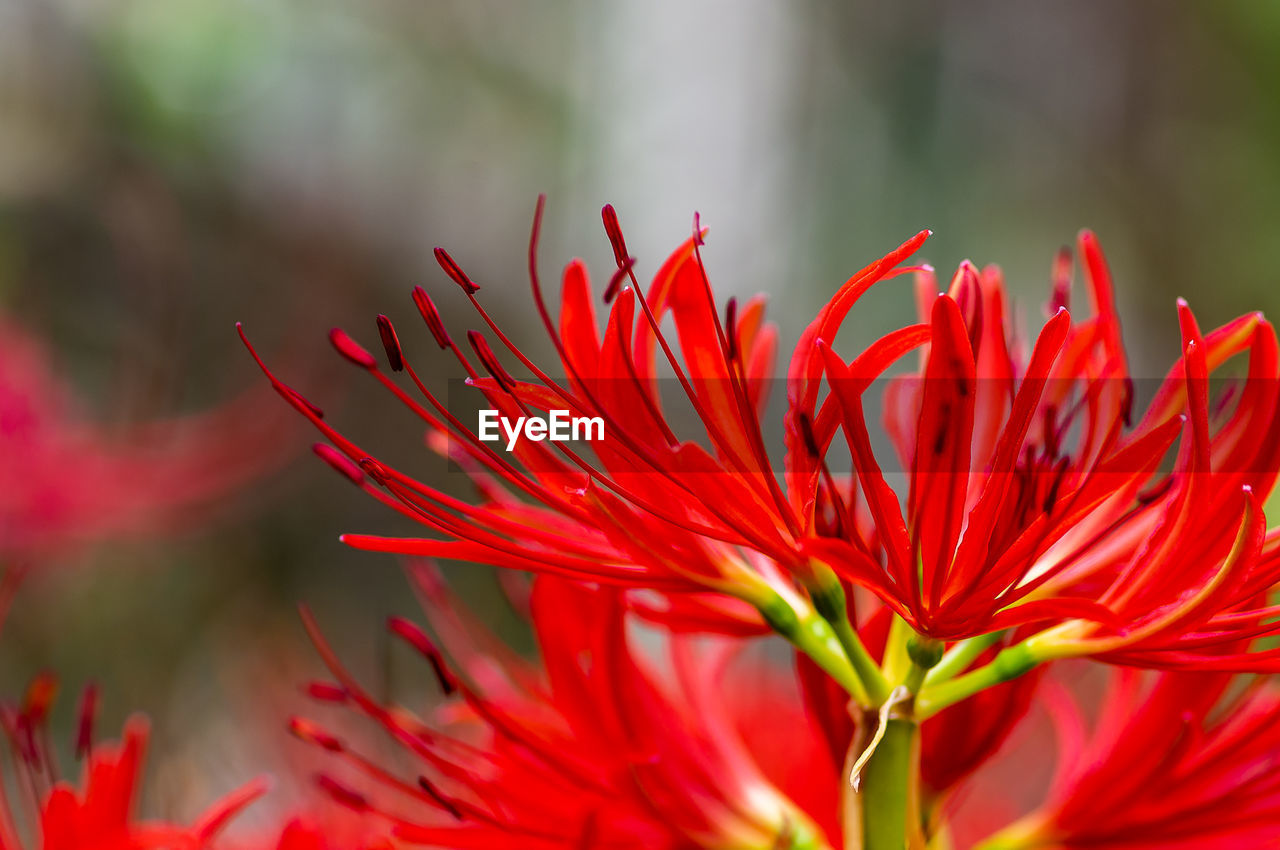 Close-up of red flowering plant