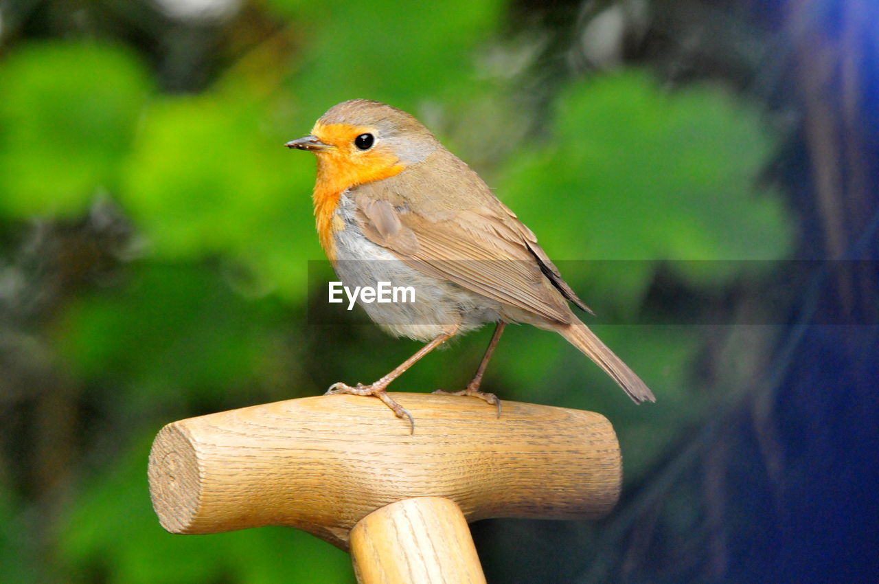 CLOSE-UP OF BIRD ON TREE