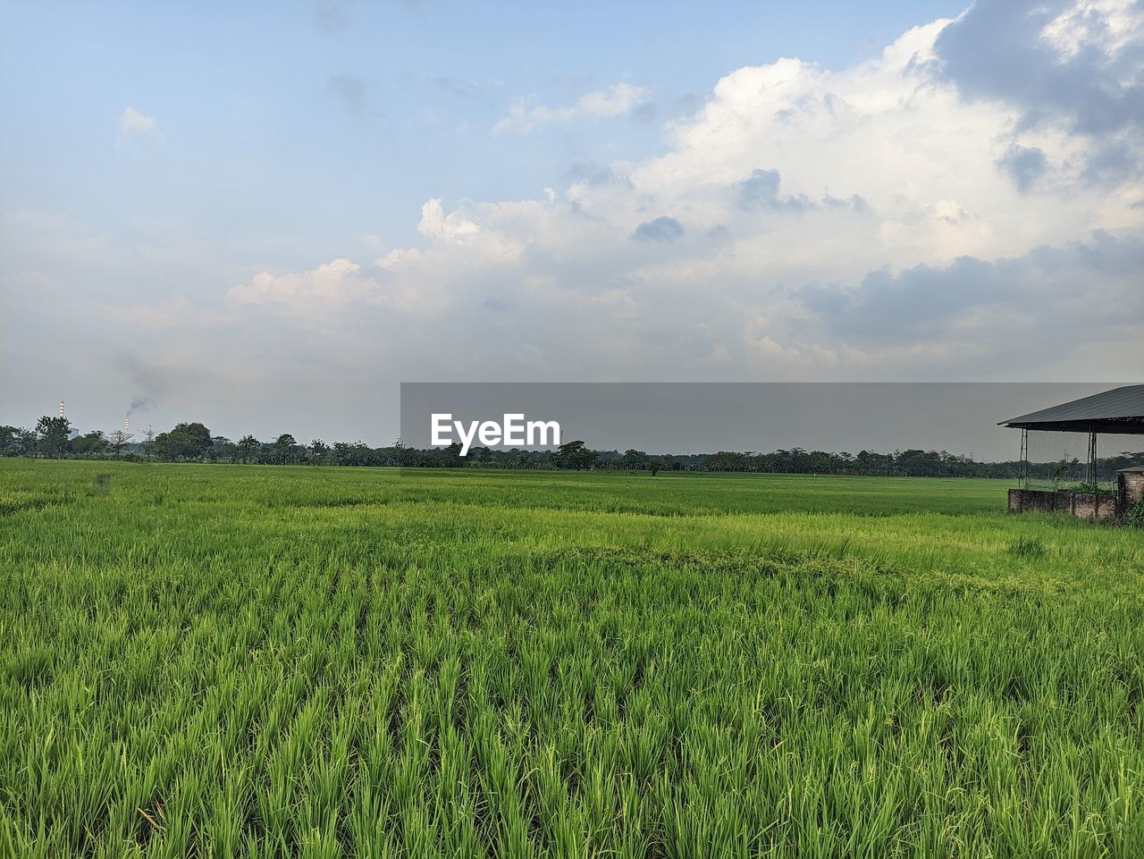 landscape, field, agriculture, rural scene, paddy field, sky, land, environment, plant, crop, plain, farm, grassland, cloud, nature, rural area, pasture, grass, growth, prairie, green, cereal plant, meadow, scenics - nature, beauty in nature, food, food and drink, horizon, no people, rice, tranquility, outdoors, rice - food staple, rice paddy, social issues, architecture, day, environmental conservation, natural environment, corn, tranquil scene, building, built structure, soil, occupation, vegetable