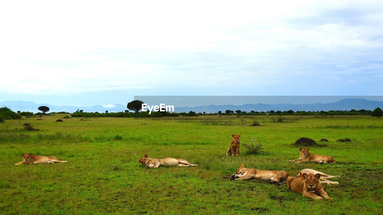 Pride of lions relaxing on grassy landscape
