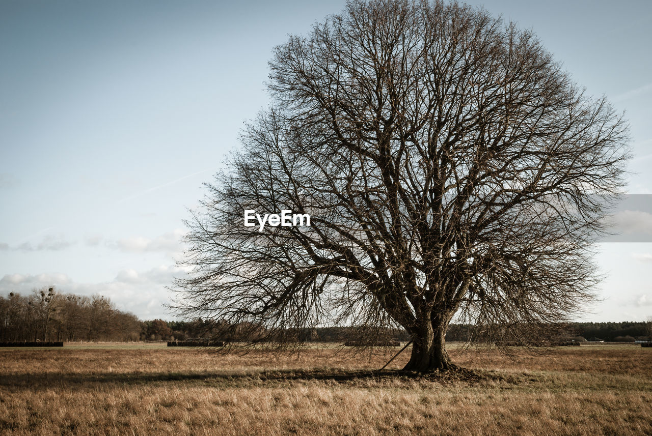 Bare tree on field against sky