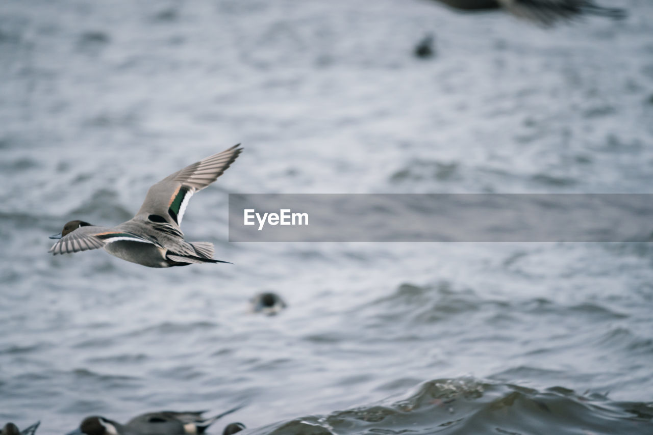 SEAGULL FLYING ABOVE SEA