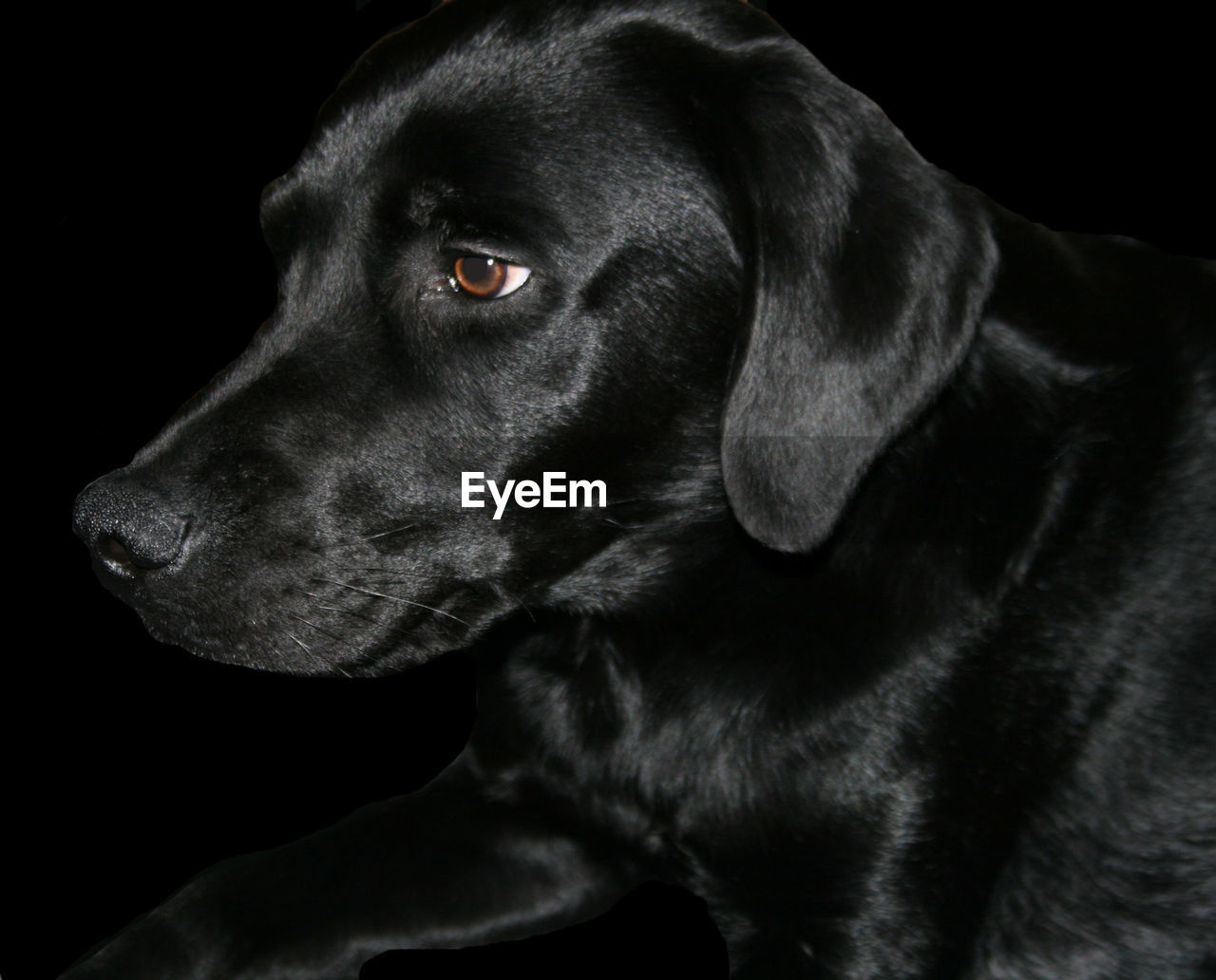 CLOSE-UP OF BLACK LABRADOR RETRIEVER AT NIGHT