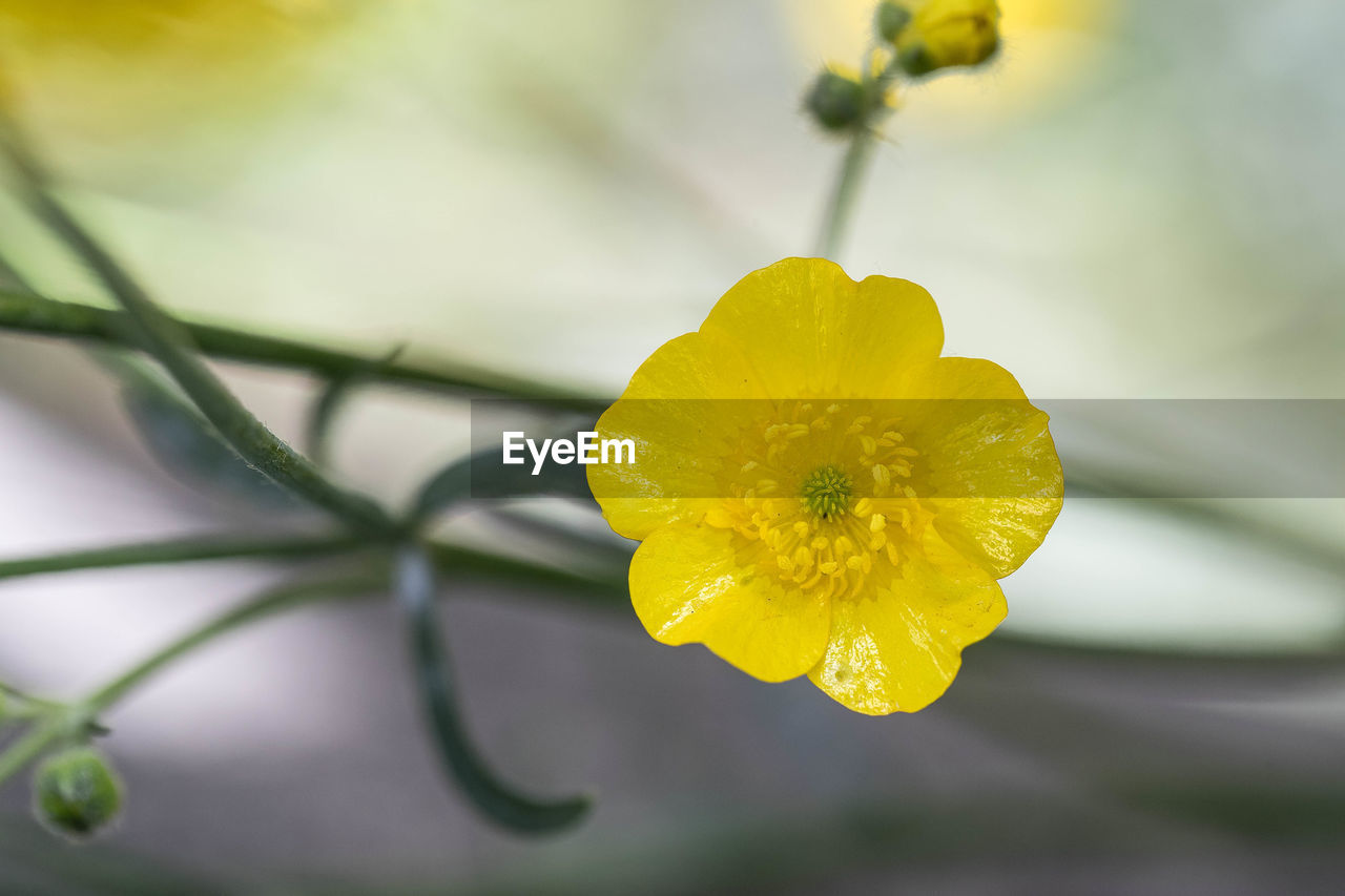 CLOSE-UP OF FRESH YELLOW FLOWER BLOOMING IN GARDEN