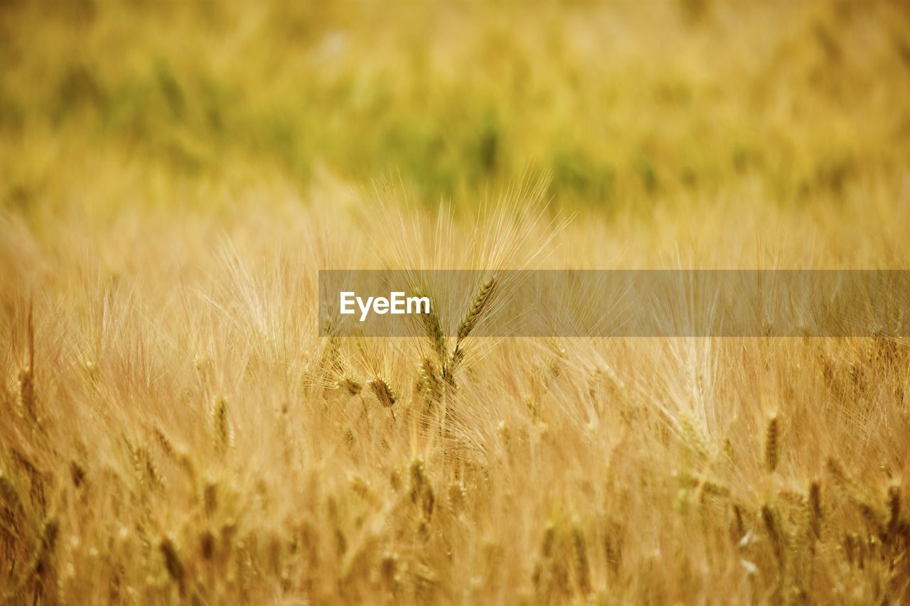 CLOSE-UP OF STALKS IN WHEAT FIELD