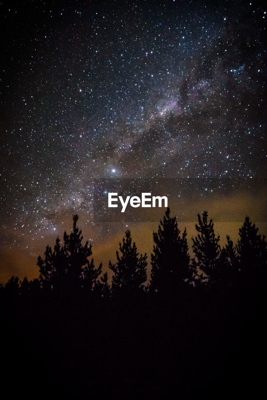 LOW ANGLE VIEW OF SILHOUETTE TREES AGAINST STAR FIELD AT NIGHT