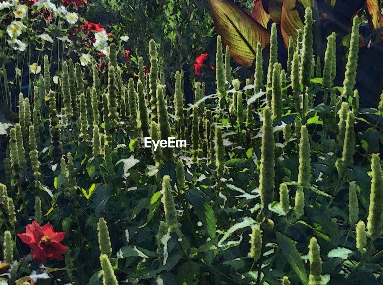 High angle view of flower plants in garden