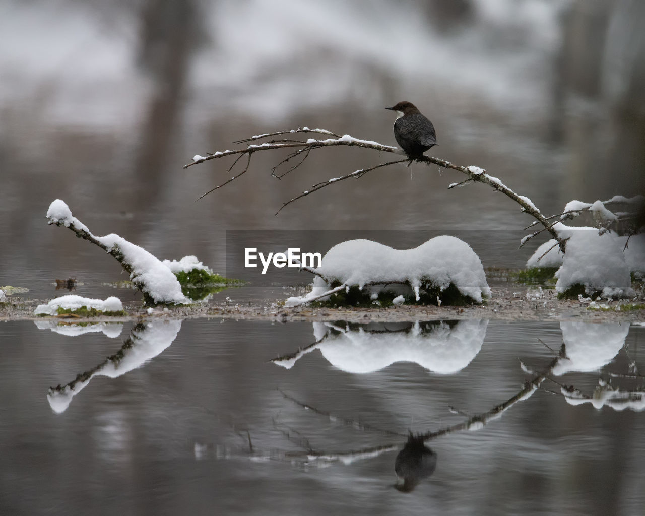 Bird flying over lake during winter