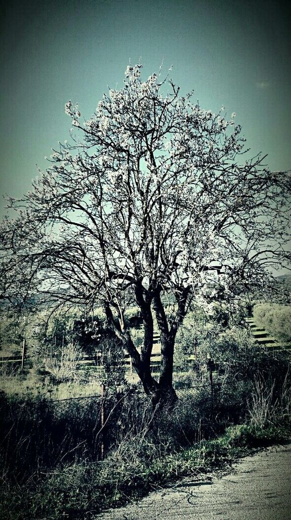 BARE TREES ON FIELD AGAINST SKY