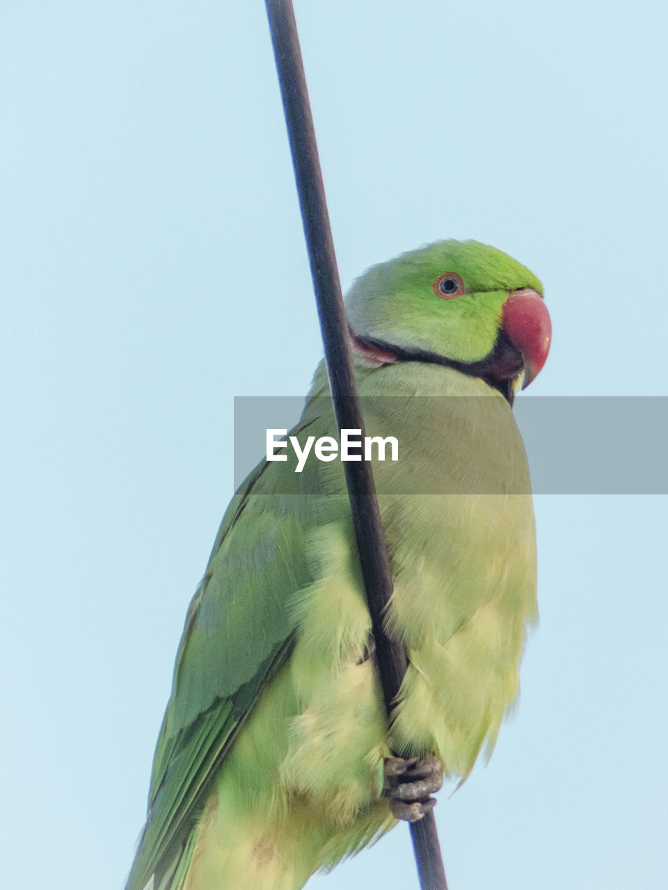 Low angle view of parrot perching on rock against clear sky