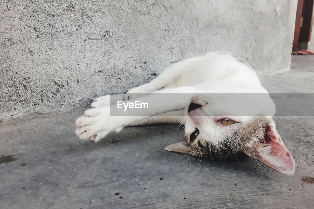 CLOSE-UP OF A DOG RESTING ON FOOTPATH