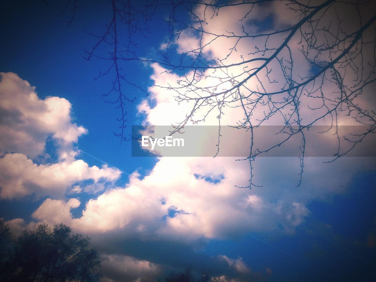 LOW ANGLE VIEW OF TREE AGAINST BLUE SKY