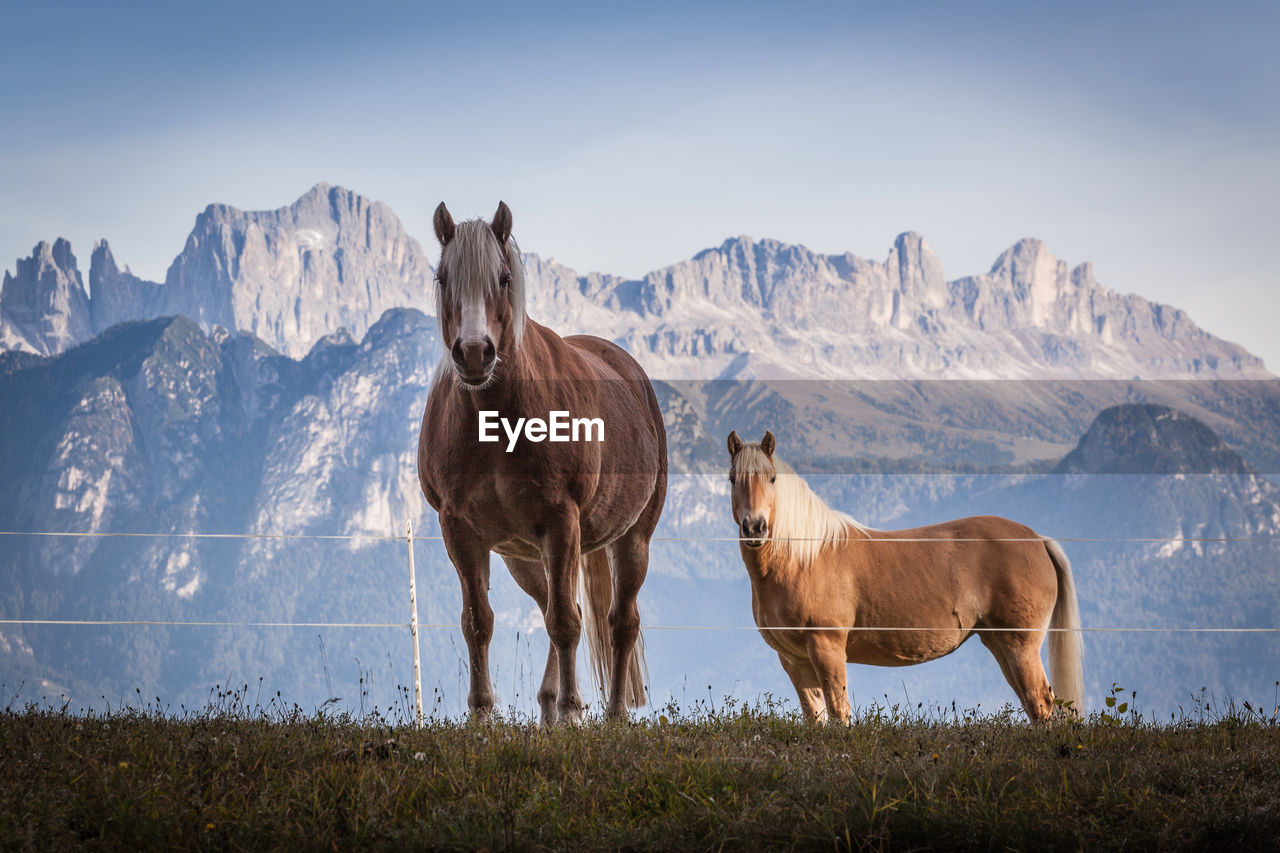 HORSES STANDING IN A FIELD AGAINST MOUNTAIN RANGE