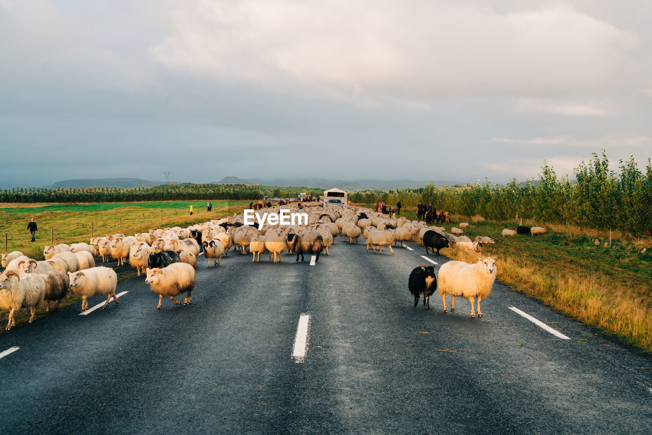 FLOCK OF SHEEP ON ROAD