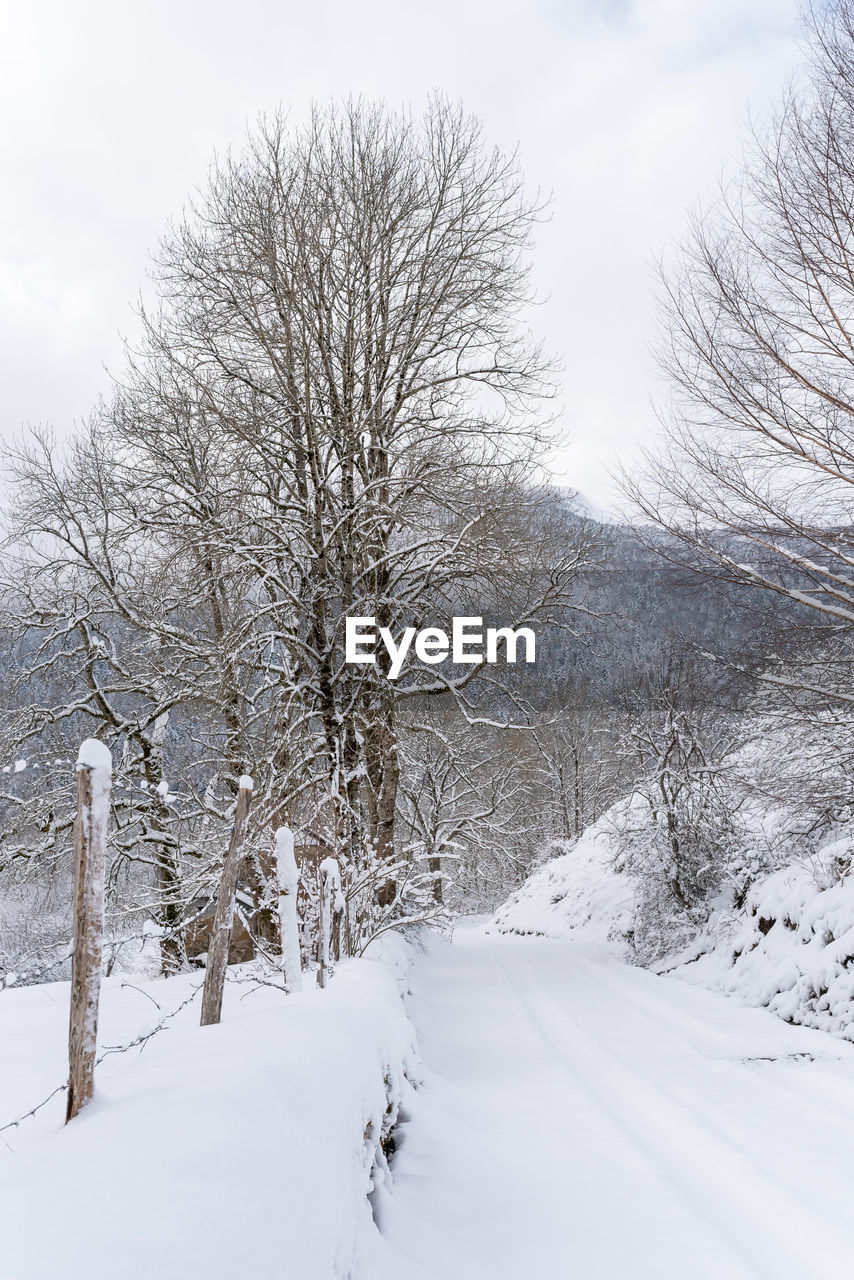 Bare trees on snow covered land against sky