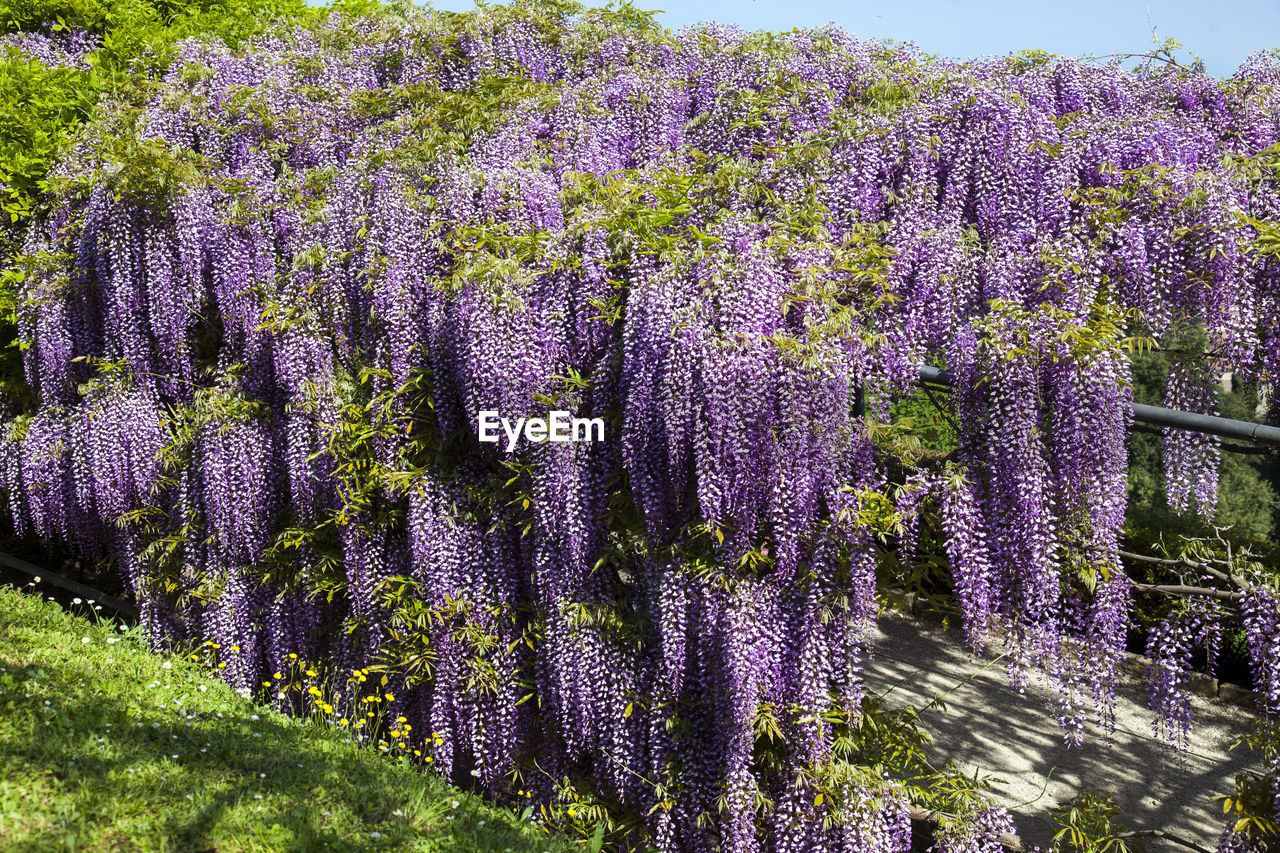 Purple flowering plants on field