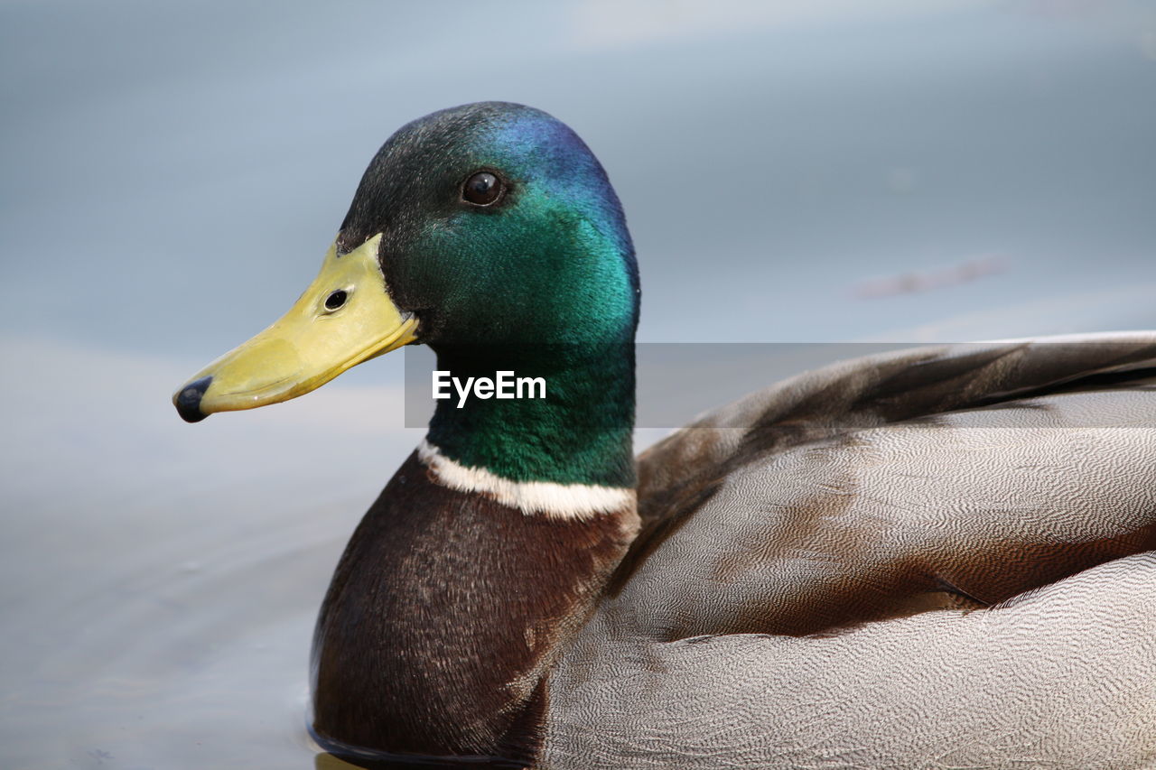 CLOSE-UP OF A DUCK IN A WATER