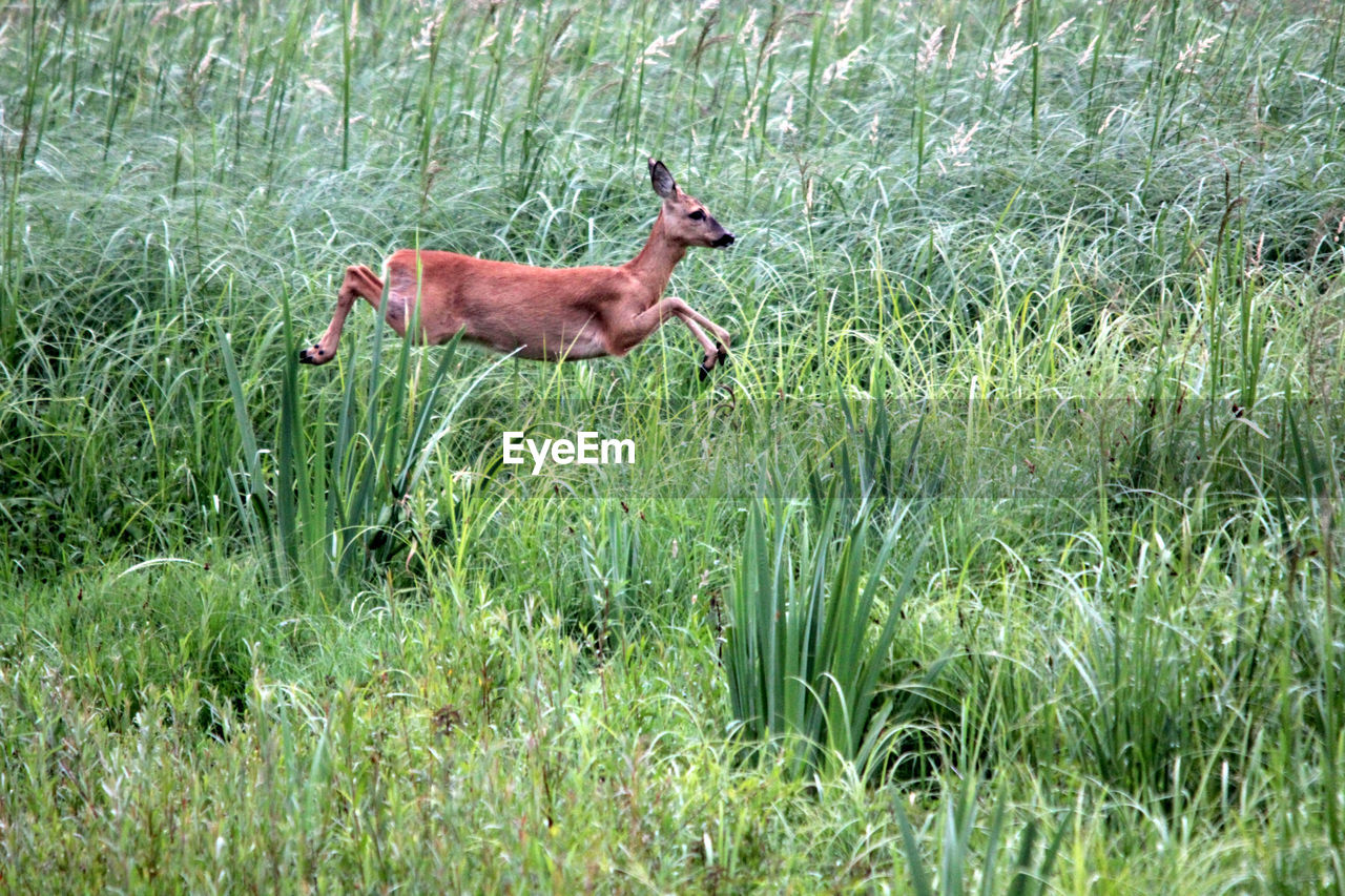 SIDE VIEW OF A HORSE ON GRASS