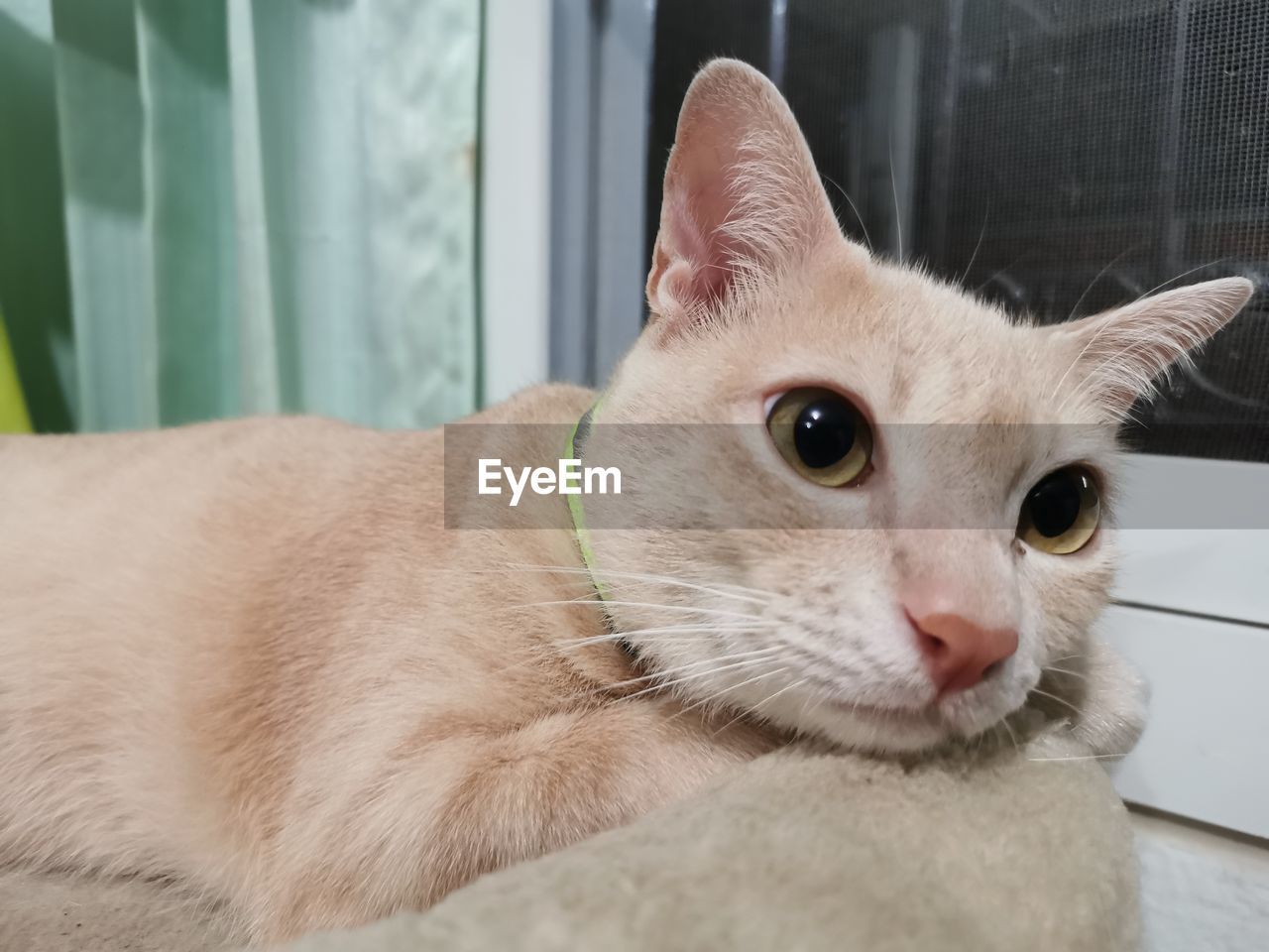 animal themes, cat, animal, pet, mammal, domestic animals, one animal, domestic cat, feline, whiskers, nose, small to medium-sized cats, felidae, indoors, tonkinese, animal body part, no people, relaxation, portrait, looking, close-up, looking at camera, cute, animal head