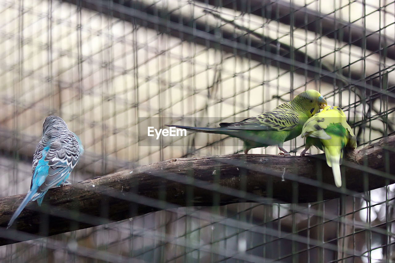 Parrots perching on tree in cage