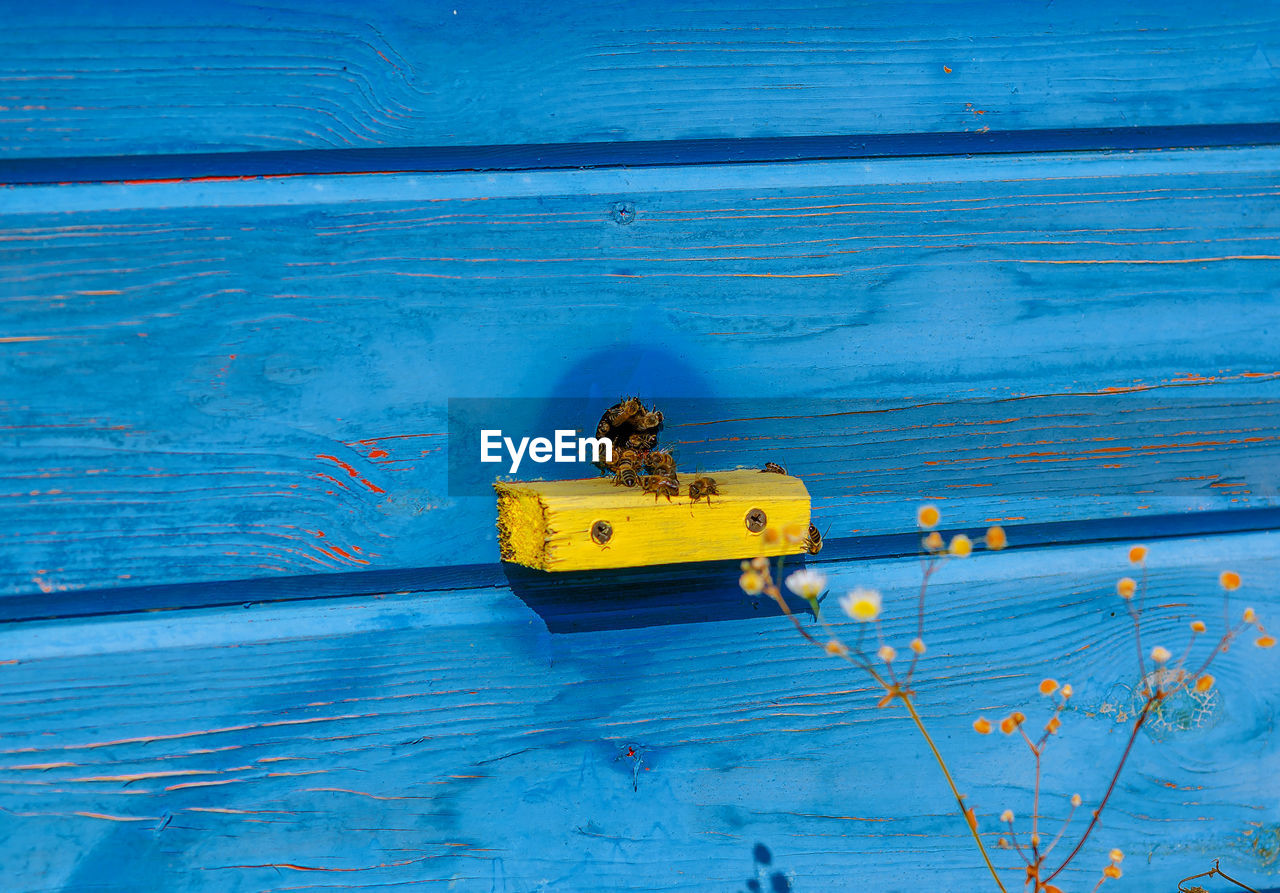 Part of a wooden hive with bees. bees on the hive. apiculture. beekeeping.side view