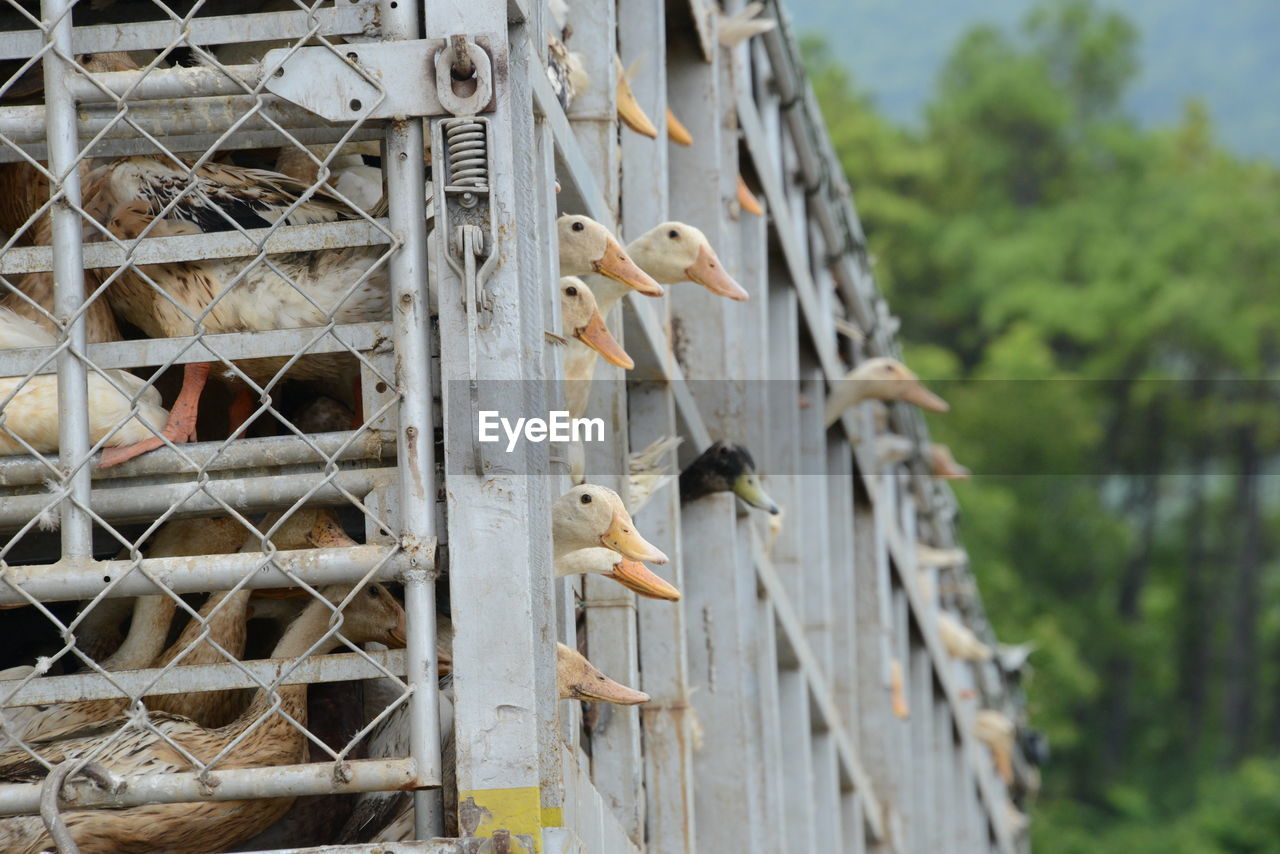 Low angle view of geese in cage