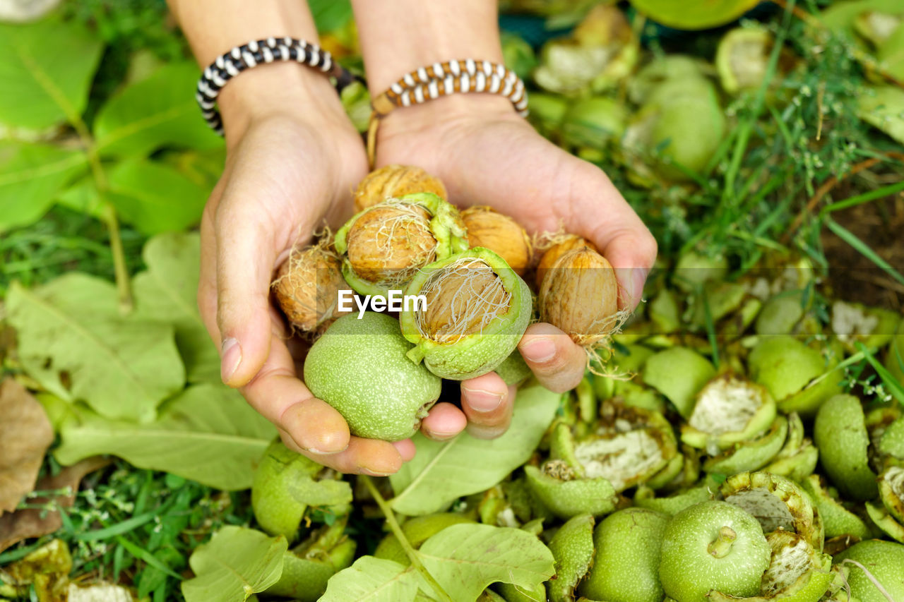 cropped hand of woman picking vegetables