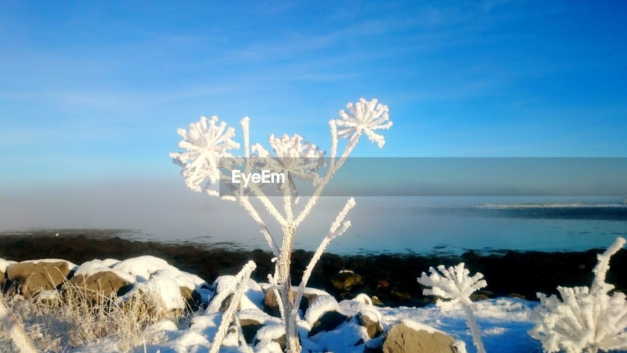 Frozen plant on snow covered field against sky