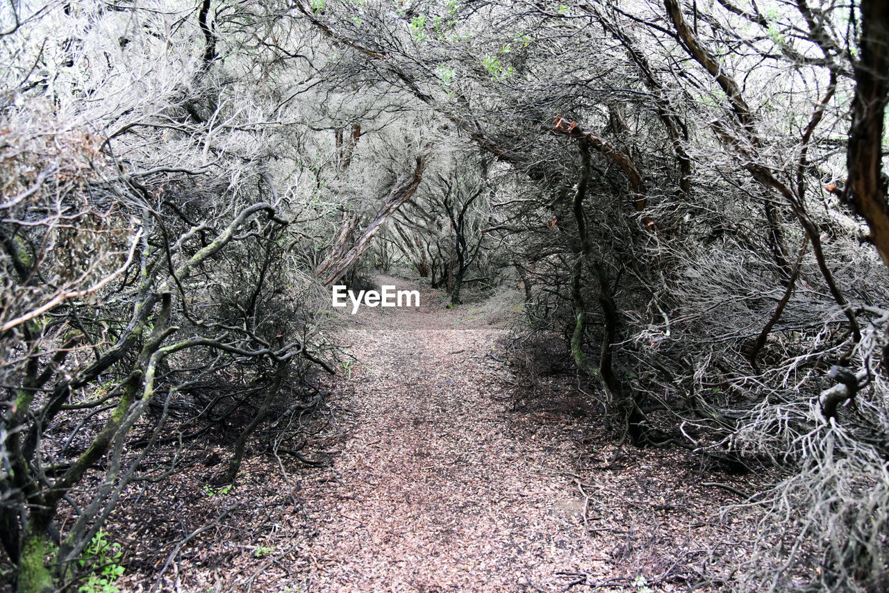 VIEW OF TREE IN FOREST