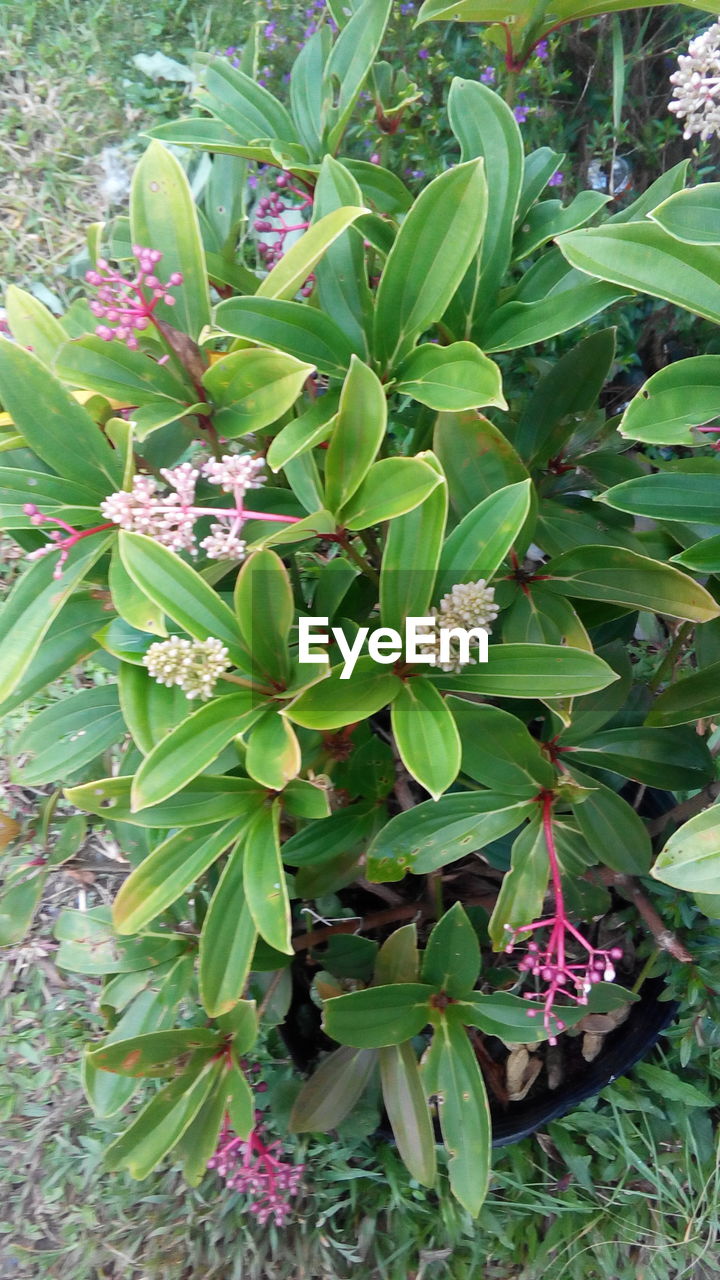 CLOSE-UP OF FRESH GREEN LEAVES