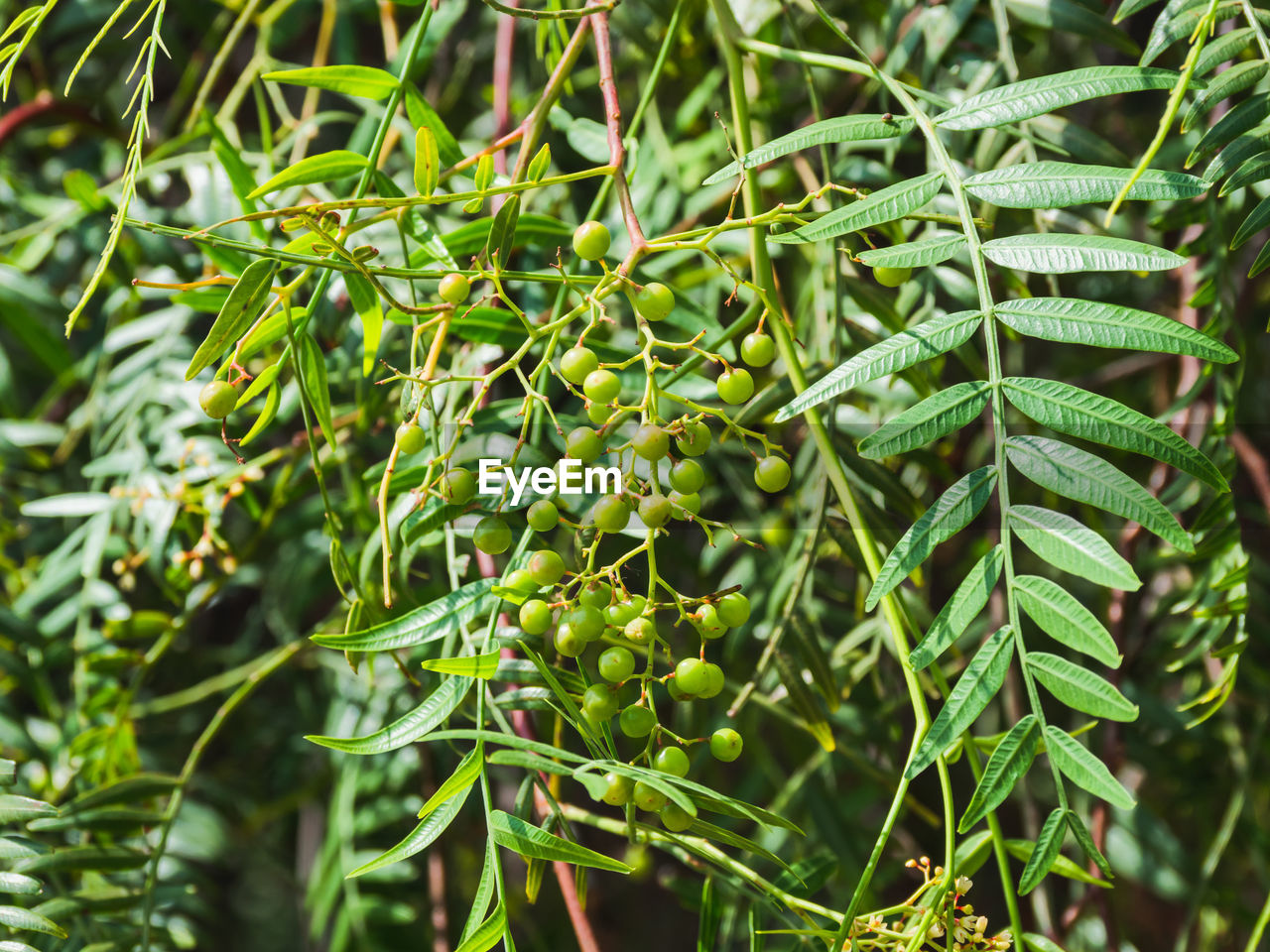 plant, green, growth, tree, food and drink, leaf, plant part, nature, food, no people, beauty in nature, evergreen, healthy eating, fruit, freshness, shrub, branch, agriculture, flower, day, outdoors, close-up, land, field, environment, crop, produce, landscape, focus on foreground