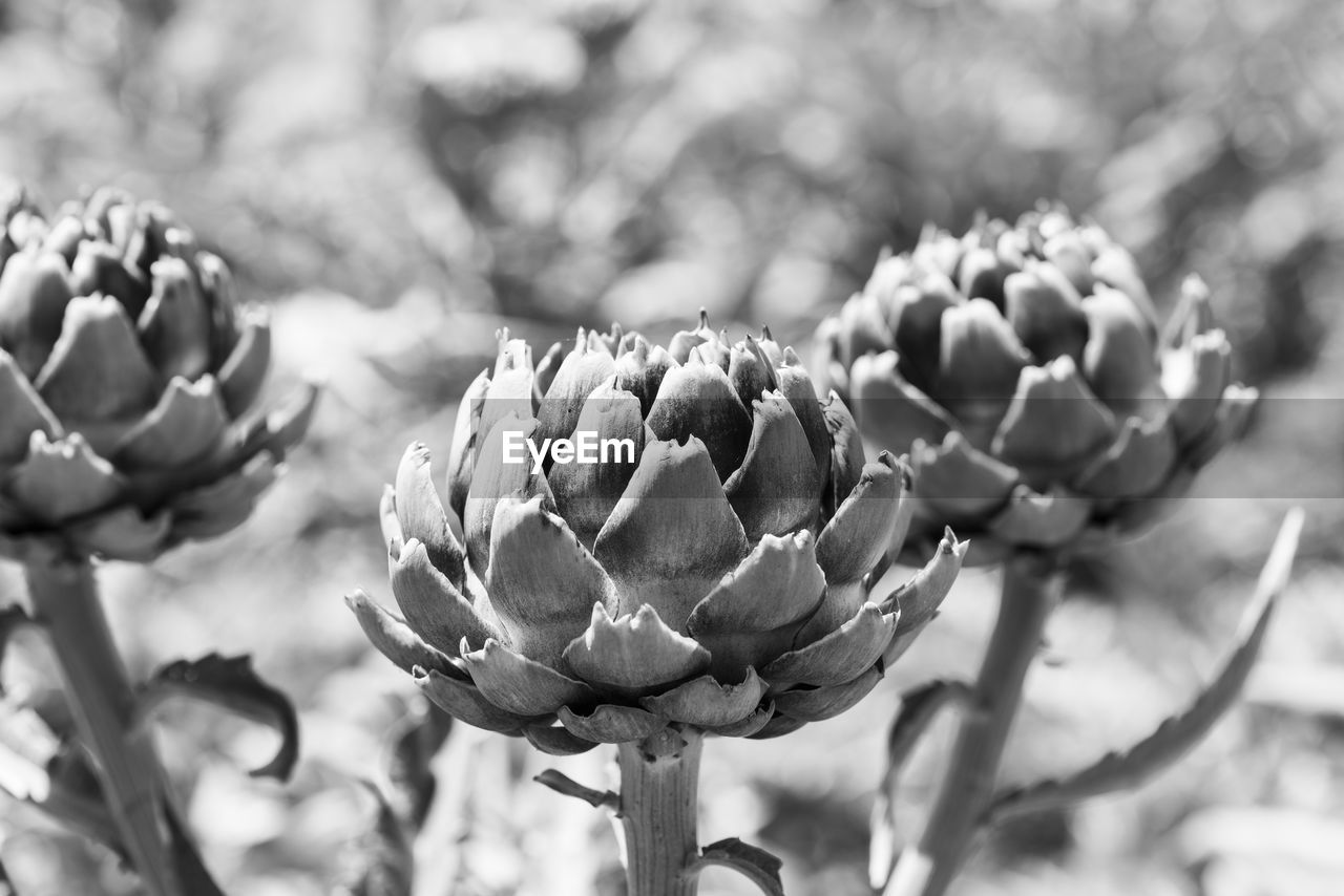 Close-up of artichokes growing in vegetable garden