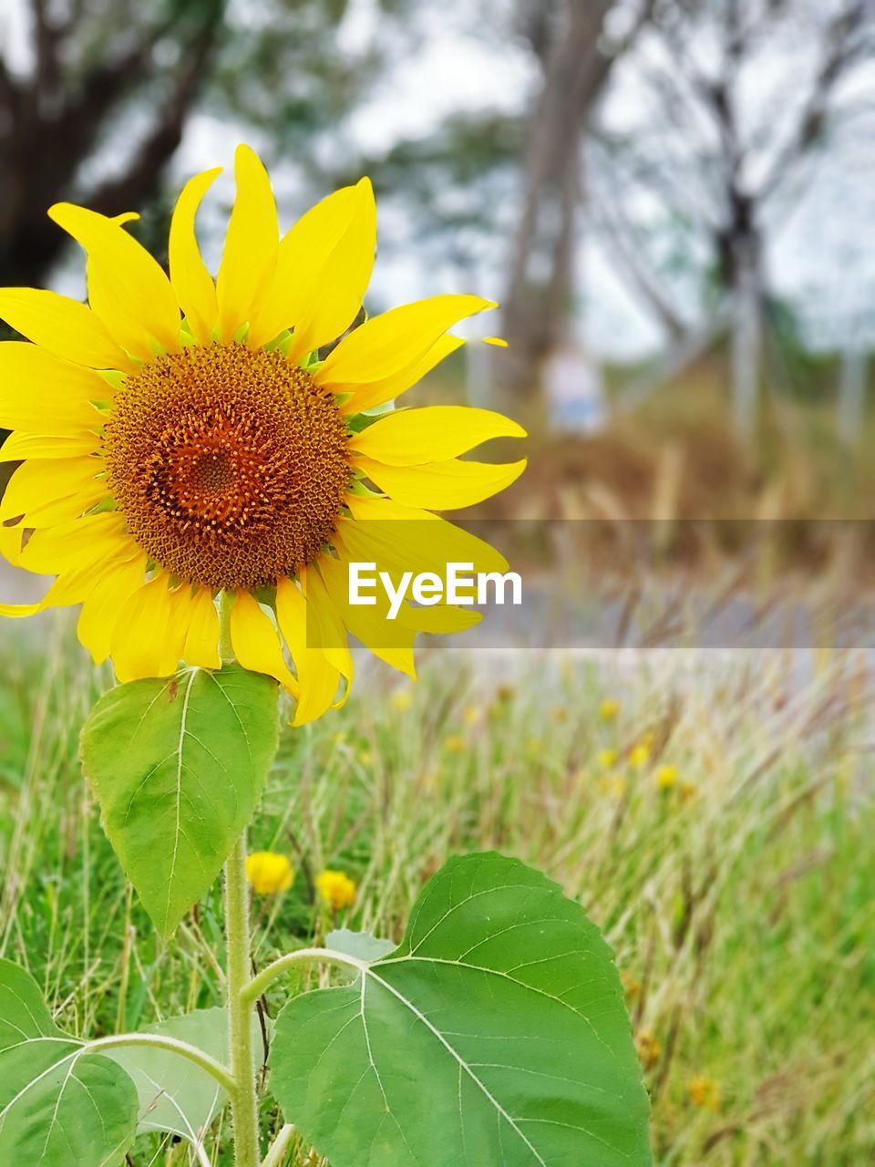 CLOSE-UP OF SUNFLOWER ON PLANT