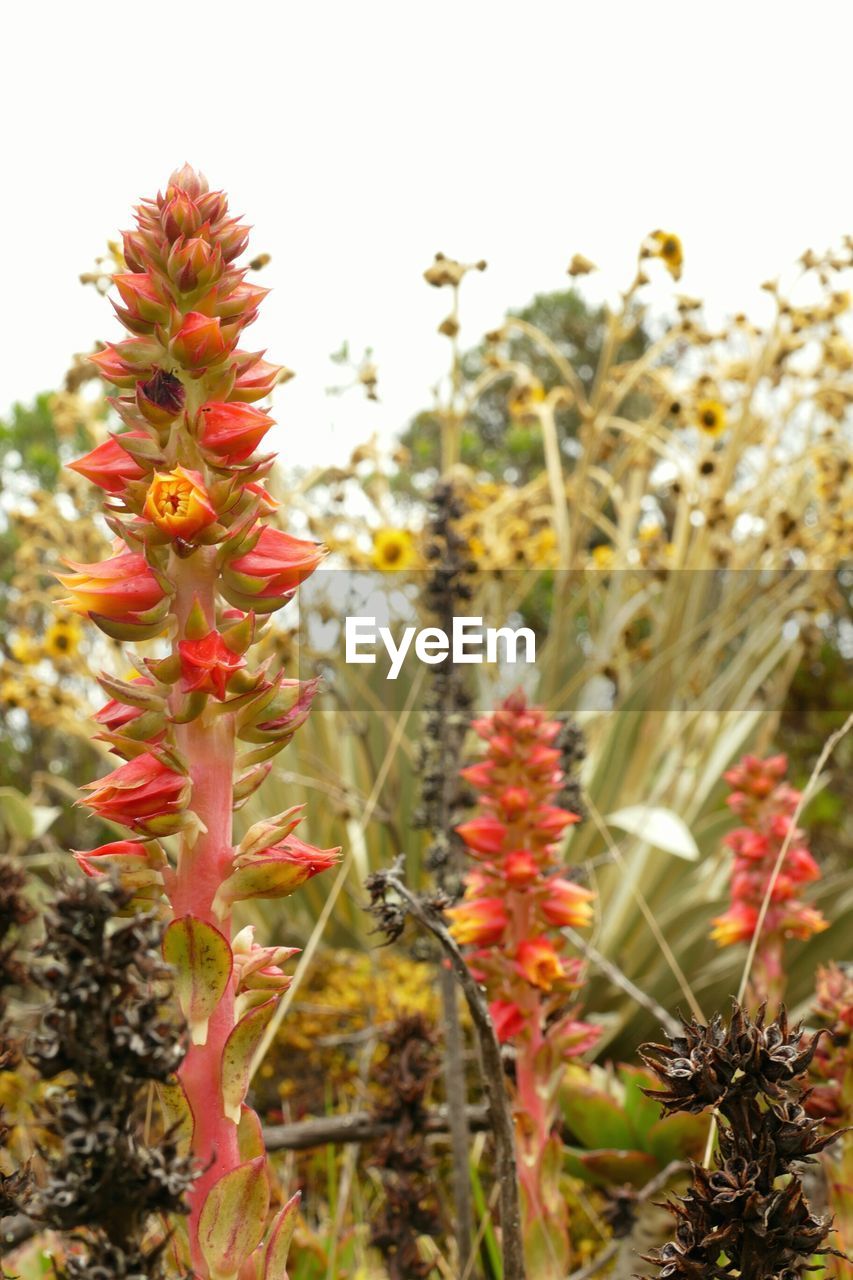 Close-up of flowers blooming outdoors