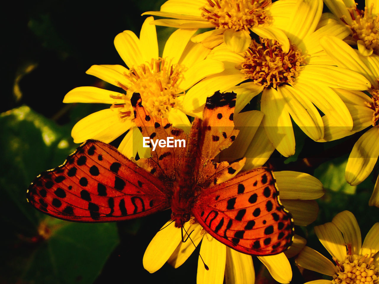 CLOSE-UP OF BUTTERFLY POLLINATING ON YELLOW FLOWERS