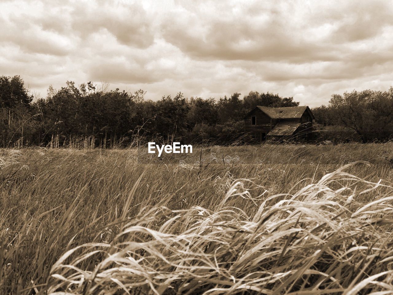 FIELD BY HOUSES AGAINST SKY