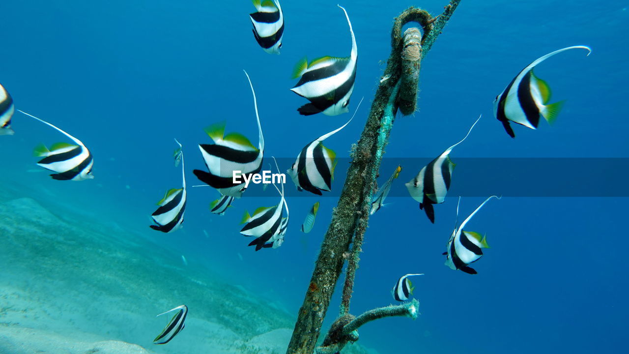 Butterfly fish. schooling kabouba - scholing bannerfish - heniochus diphreutes
grows up to 18 cm.