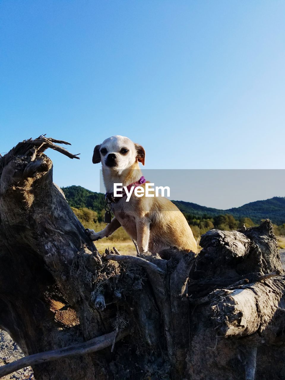 PORTRAIT OF DOG ON ROCK AGAINST SKY