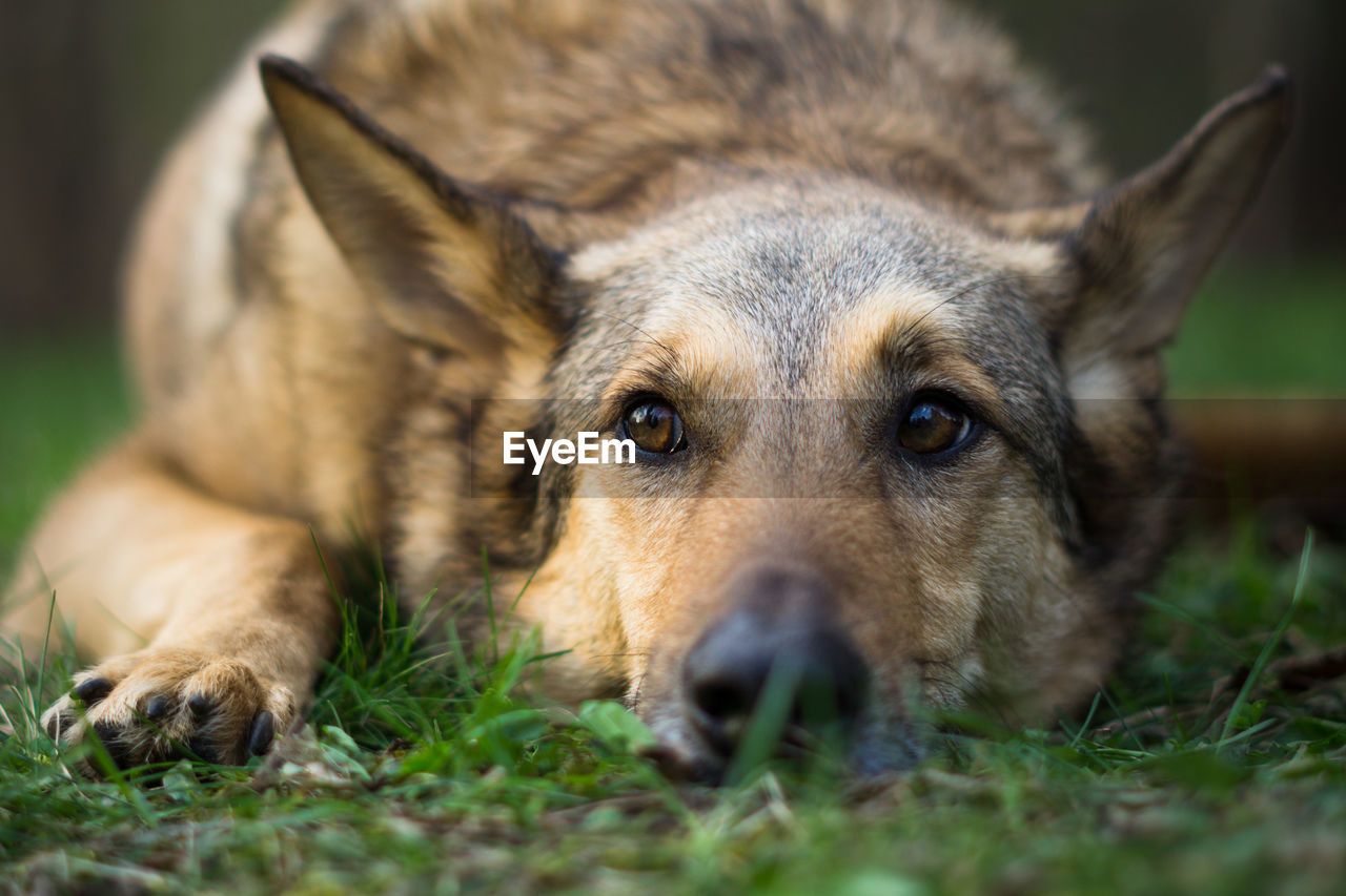 Dog lying on grass