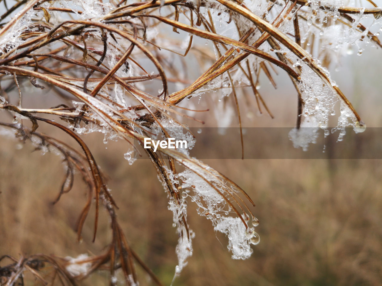 CLOSE-UP OF DRY PLANTS