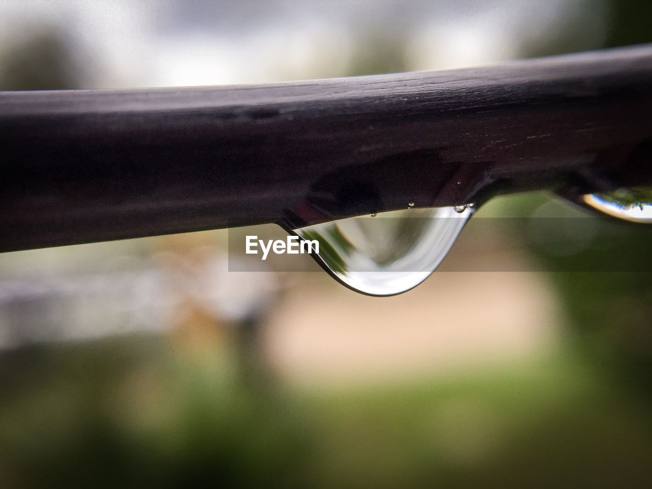 Close-up of raindrops on wood