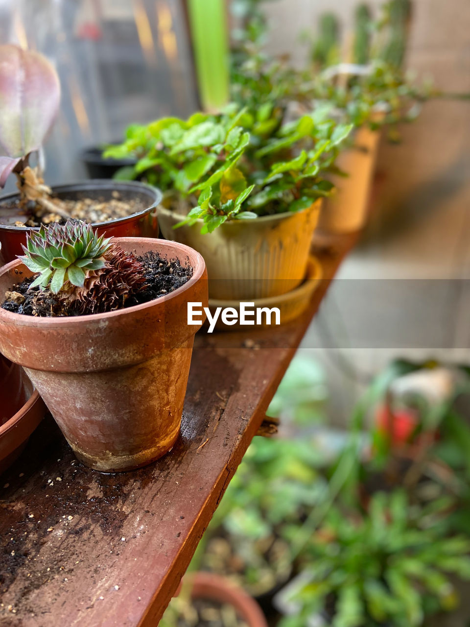 CLOSE-UP OF POTTED PLANT