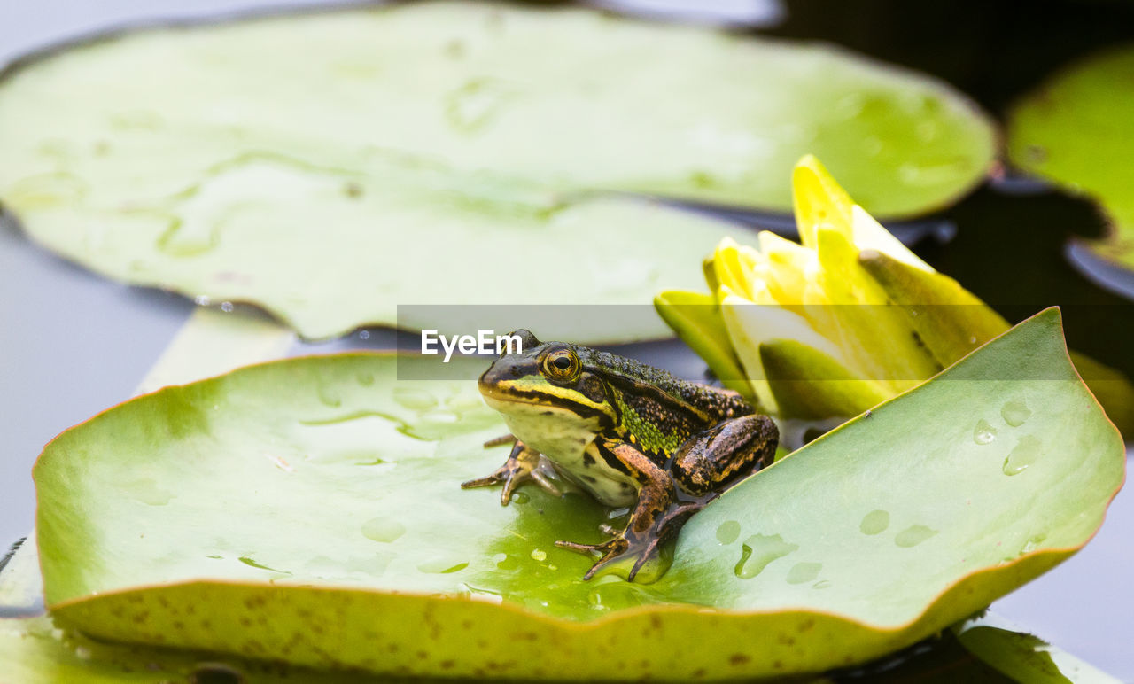 CLOSE-UP OF INSECT ON A FLOWER