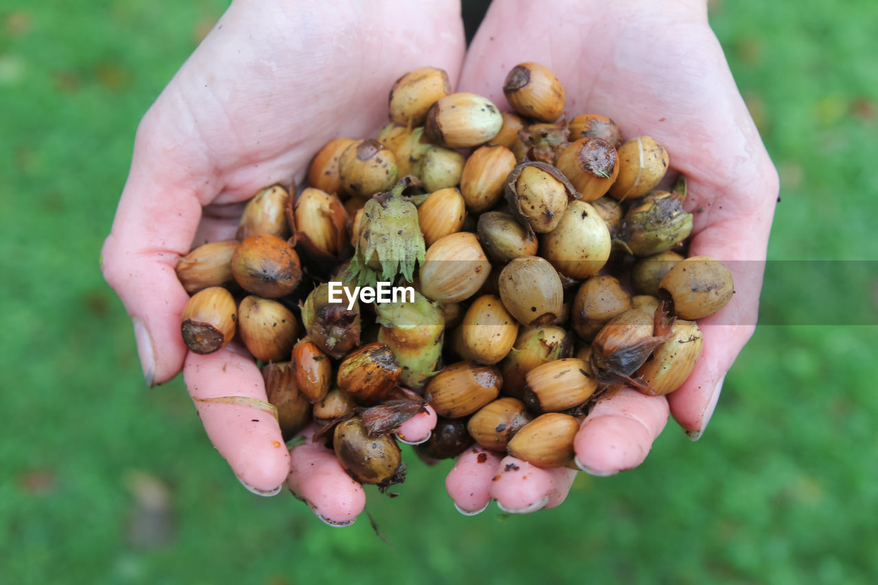 Close-up of cupped hands holding foraged hazelnuts in the autumn