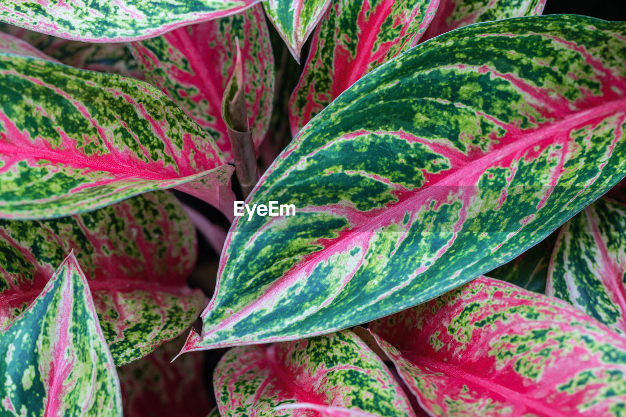 CLOSE-UP OF FRESH GREEN LEAVES